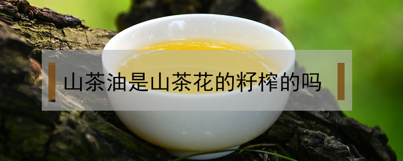 山茶油是山茶花的籽榨的嗎
