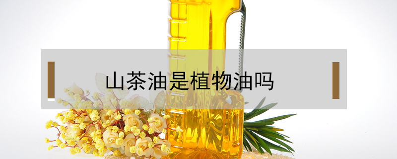 山茶油是植物油嗎