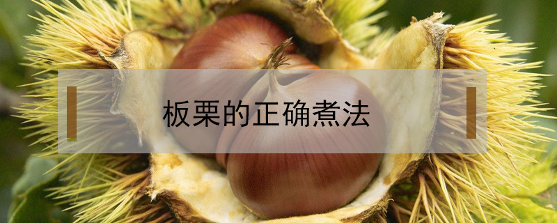 板栗的正確煮法