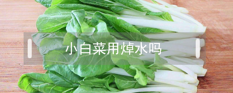 小白菜用焯水嗎