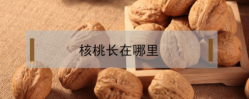 核桃長在哪里