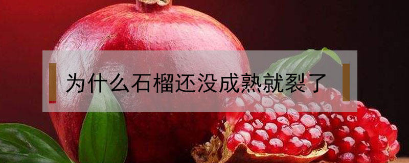 為什么石榴還沒(méi)成熟就裂了