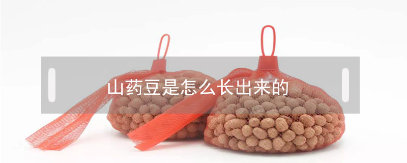 山藥豆是怎么長出來的
