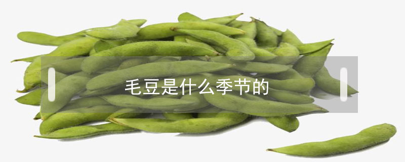 毛豆是什么季節的