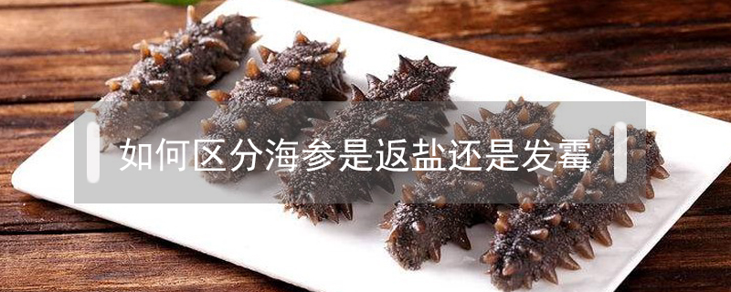 如何區(qū)分海參是返鹽還是發(fā)霉