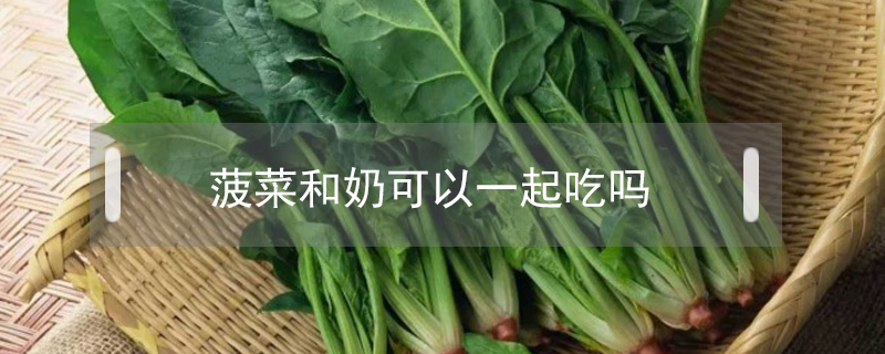 菠菜和奶可以一起吃嗎