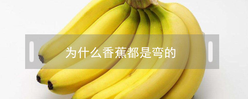 為什么香蕉都是彎的