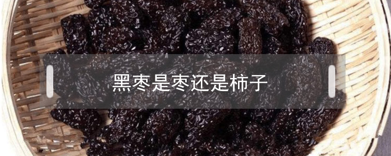 黑棗是棗還是柿子