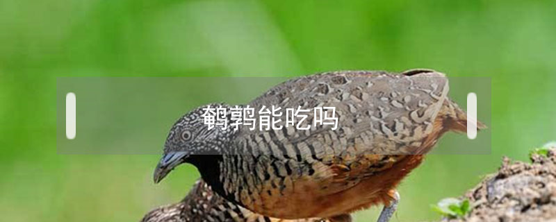鵪鶉能吃嗎