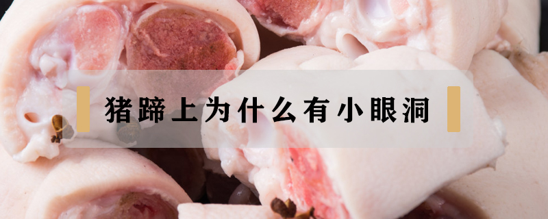豬蹄上為什么有小眼洞