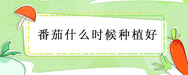 番茄什么時候種植好