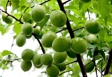 梅子的功效與作用，梅子的營(yíng)養(yǎng)價(jià)值