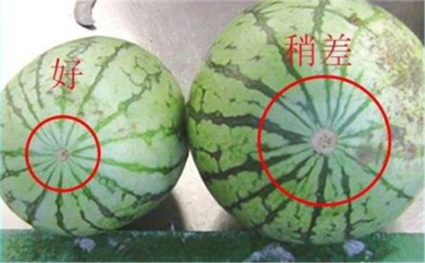 怎么選西瓜最甜 挑西瓜的竅門圖文詳解