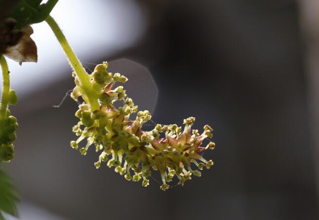 桑葚圖片大全 桑葚樹(shù)圖片 桑葚是什么水果