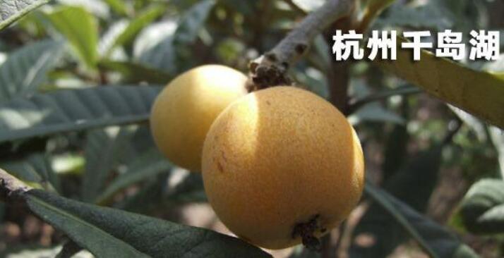 枇杷是什么地方的特產 中國三大枇杷產地在哪