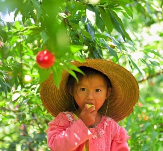 油桃吃多了會怎么樣 孕婦可以吃油桃嗎