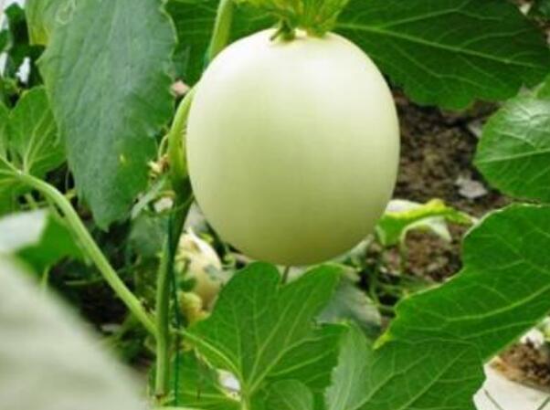 香瓜圖片,香瓜開花圖片,香瓜怎么挑好