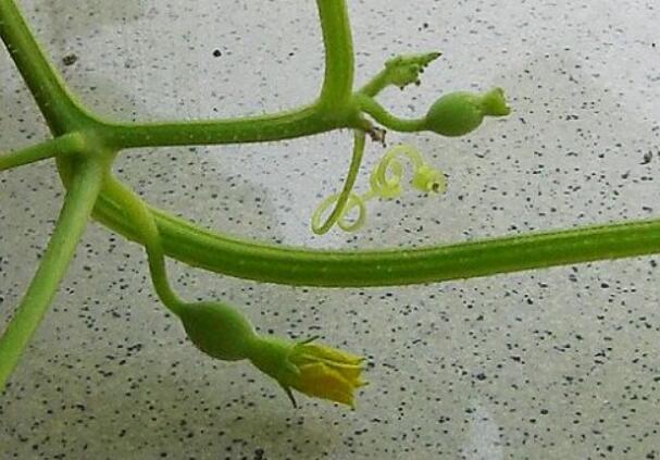 香瓜圖片，香瓜開花圖片，香瓜怎么挑好