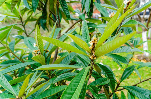 枇杷花和枇杷葉哪個好 枇杷治療咳嗽的方法