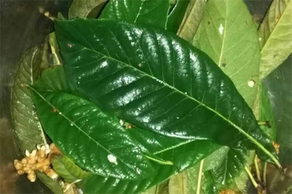 枇杷花和枇杷葉哪個好 枇杷治療咳嗽的方法