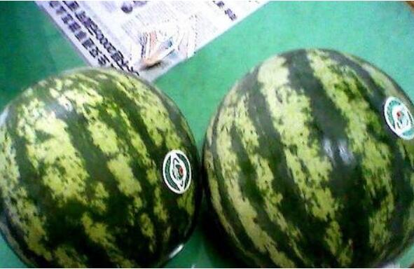 西瓜有哪些品種 西瓜種類大全圖片