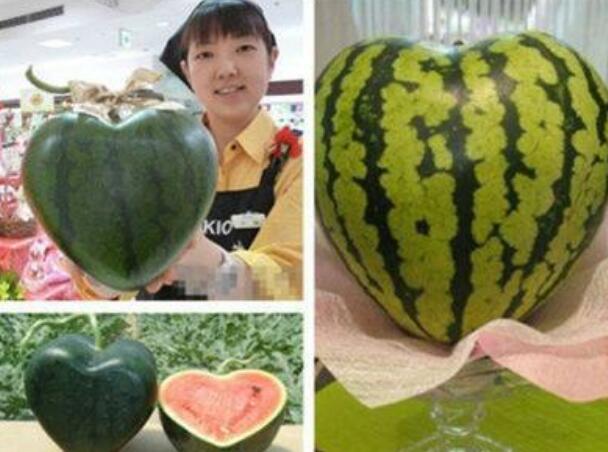 西瓜有哪些品種 西瓜種類大全圖片