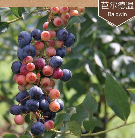 藍(lán)莓有哪些品種 藍(lán)莓種類(lèi)大全圖片(圖文詳解)