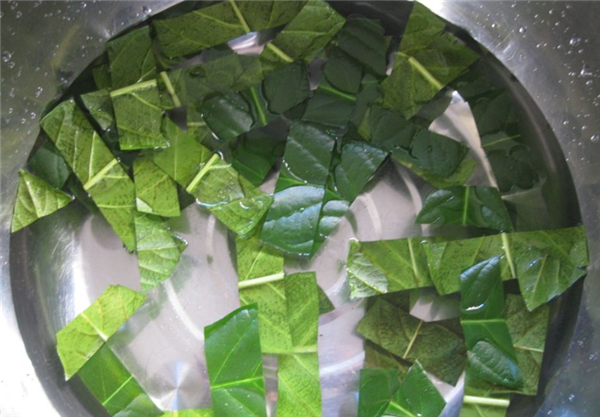 枇杷葉煮水 枇杷葉煮水喝治咳嗽嗎