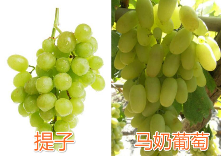 馬奶葡萄圖片 馬奶葡萄的功效與作用