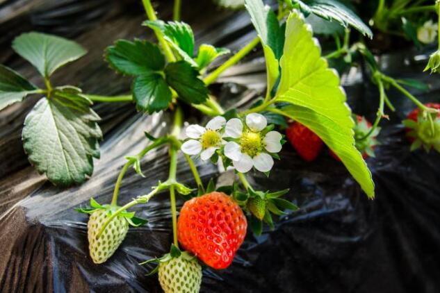 草莓圖片，草莓開花圖片，野草莓圖片