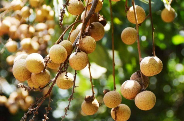 龍眼和桂圓的區(qū)別 龍眼與桂圓有什么好處