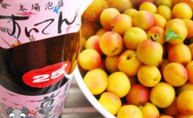 杏子酒的功效與作用 杏子酒怎么做