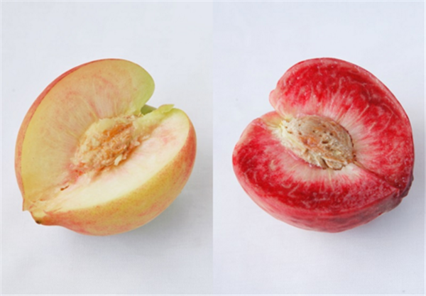 水蜜桃什么時(shí)候成熟 水蜜桃季節(jié)是幾月份