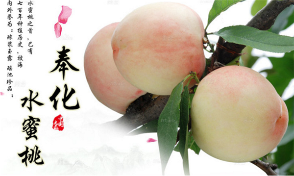 水蜜桃哪里的最好吃 最好吃的水蜜桃品種