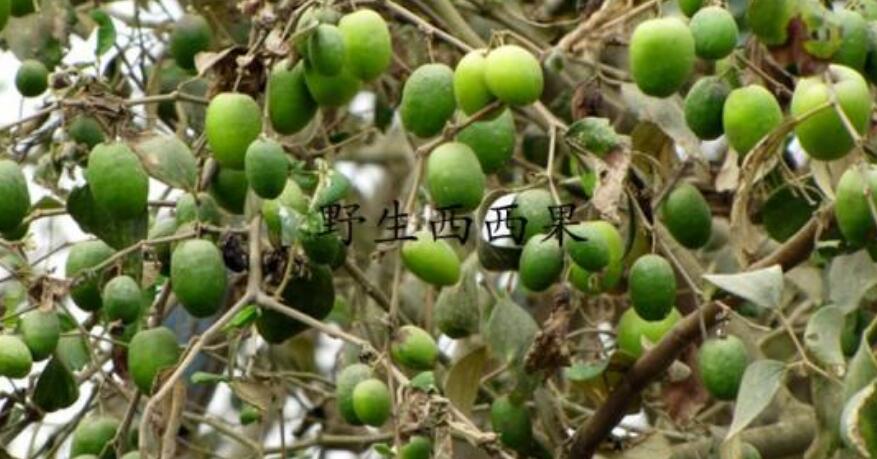 西西果圖片大全大圖，圖片詳解西西果是什么