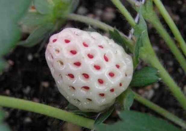 菠蘿莓圖片大全大圖 什么是菠蘿莓(白色草莓)