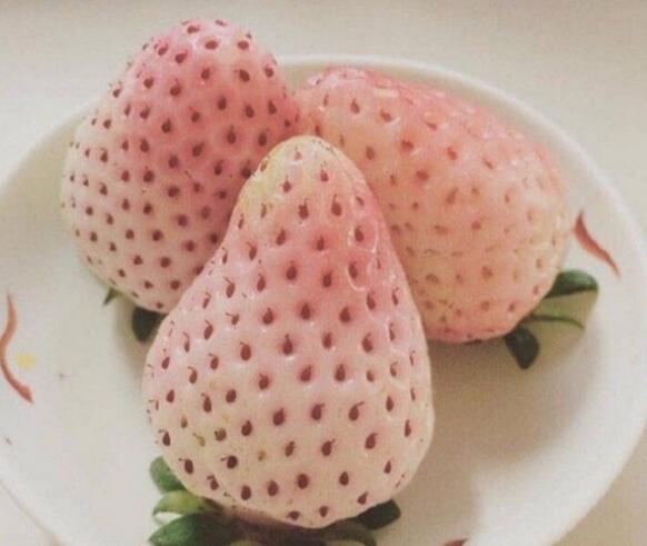 菠蘿莓圖片大全大圖 什么是菠蘿莓(白色草莓)