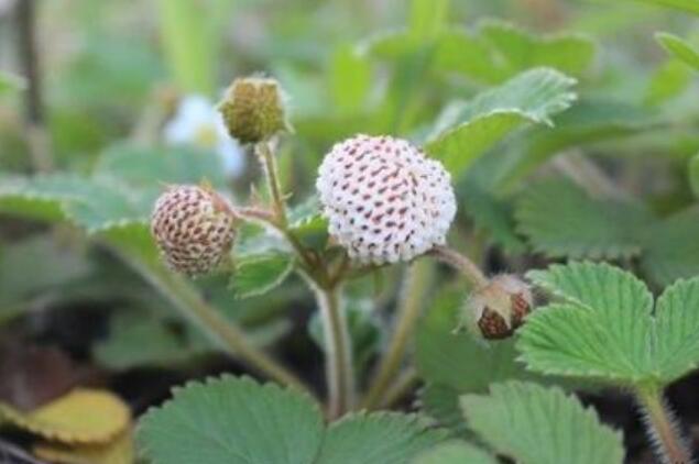 菠蘿莓圖片大全大圖 什么是菠蘿莓(白色草莓)