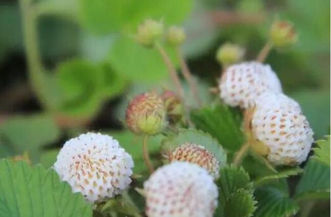 菠蘿莓圖片大全大圖 什么是菠蘿莓(白色草莓)