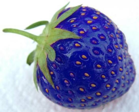 菠蘿莓圖片大全大圖 什么是菠蘿莓(白色草莓)