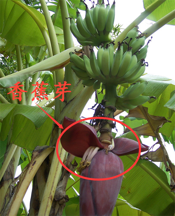 香蕉樹是怎么長(zhǎng)出來的 香蕉樹成熟后要被砍是為什么