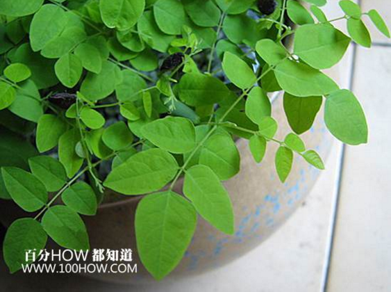 楊桃樹怎么修剪 楊桃樹各時期修剪方法