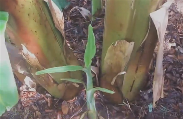 香蕉樹為什么不是樹 香蕉樹是草本植物不是樹