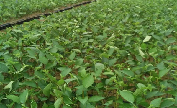 櫻桃樹苗多少錢一棵 5年櫻桃樹苗多少錢一棵