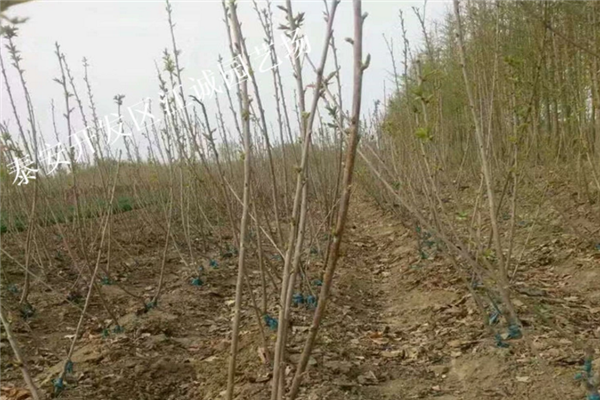枇杷樹怎樣種植 枇杷樹如何修剪