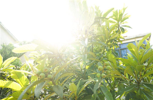 枇杷樹怎樣種植 枇杷樹如何修剪