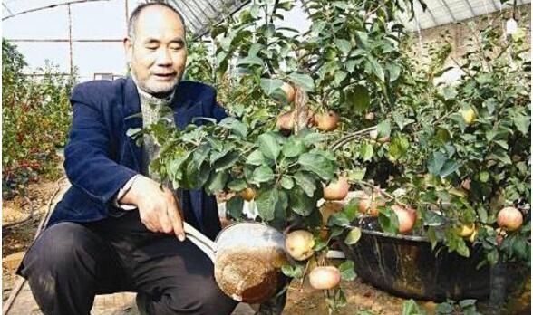 盆栽檸檬樹的養殖方法和注意事項