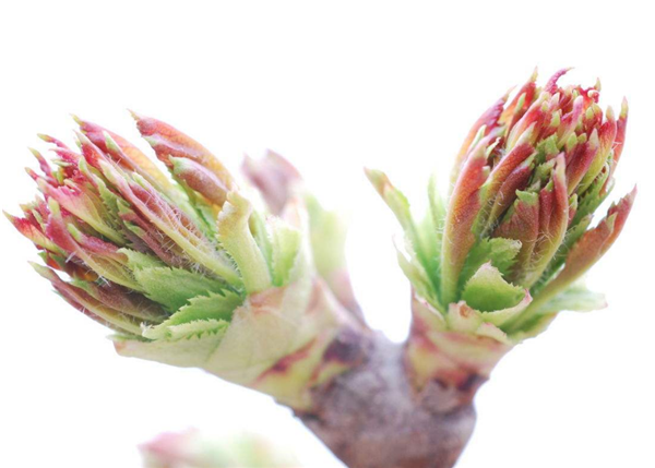 山楂樹什么時(shí)候開花結(jié)果 山楂樹開花圖片