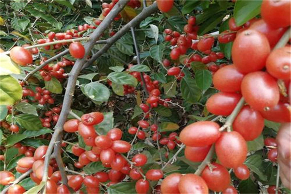 佛燈果和羊奶果的區(qū)別，羊奶果營(yíng)養(yǎng)價(jià)值更高