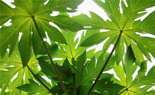 番木瓜圖片 番木瓜生長(zhǎng)圖片 番木瓜是什么